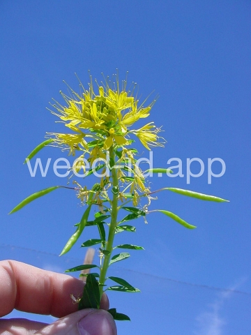 beeplant, yellow